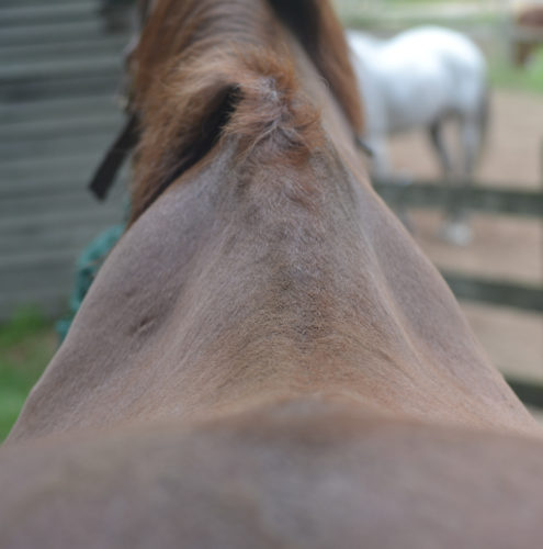 roo punky back_3976_edited-1