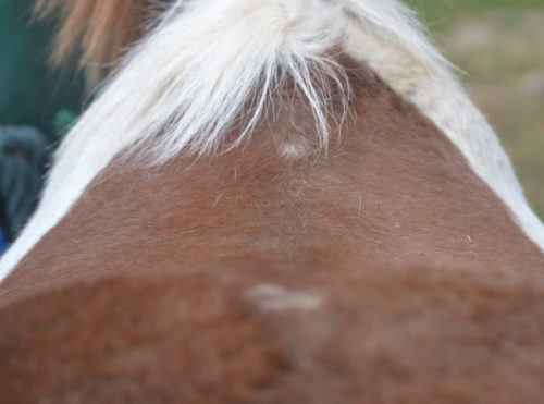 roo punky back_3981_edited-1