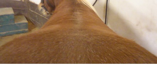 wide back